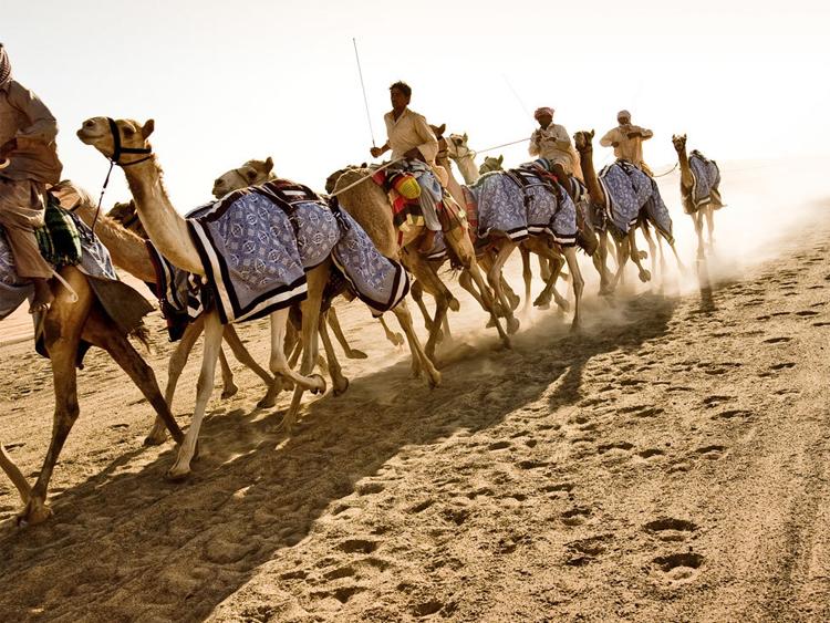 阿联酋—骆驼和骆驼大赛