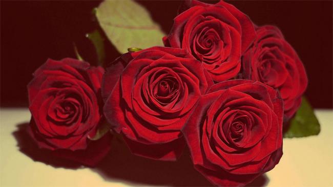 沙特阿拉伯国花——乌丹玫瑰