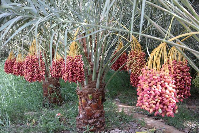 沙特阿拉伯国树——枣椰树