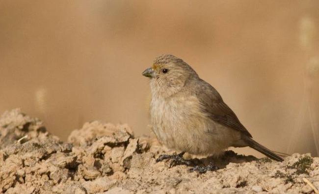 约旦国国鸟——沙色朱雀