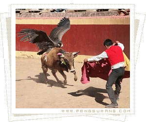 秘鲁雅瓦尔节 秃鹫大战公牛