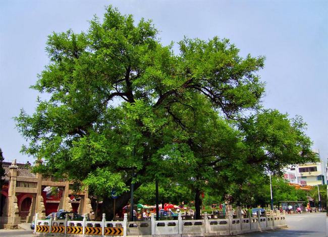 北京市的市树——国槐