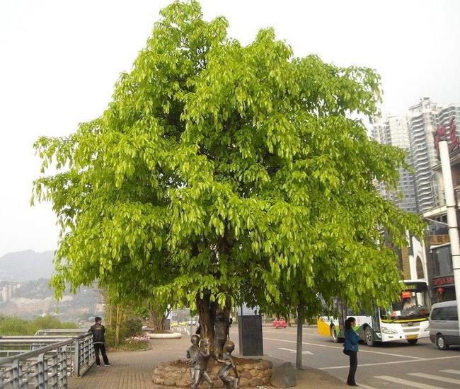 重庆市市树——黄葛树