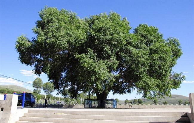 哈尔滨市市树——榆树