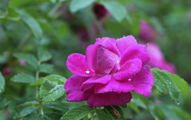 佳木斯市市花—野玫瑰