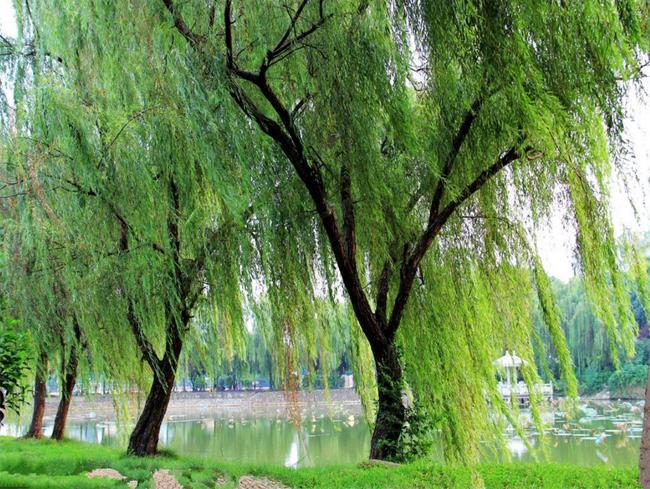 延吉市市树——柳树