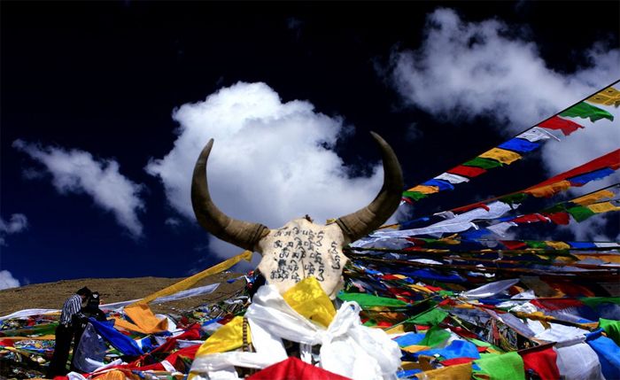 藏族的牛头崇拜