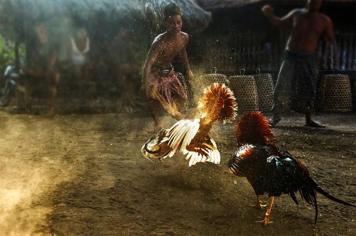 巴厘岛斗鸡习俗
