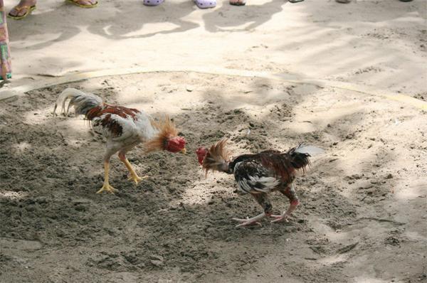 巴厘岛斗鸡习俗