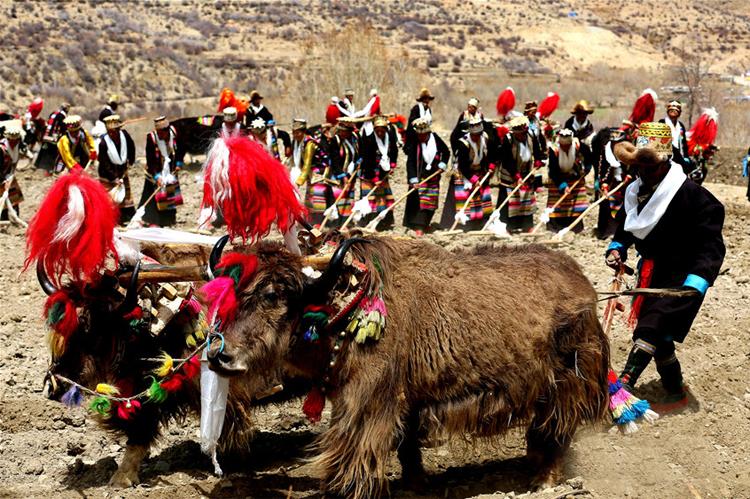 藏族在牛轭上挂红色牛尾巴的习俗传说