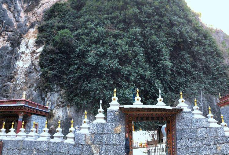 云南香格里拉最“有佛性”的菩提树