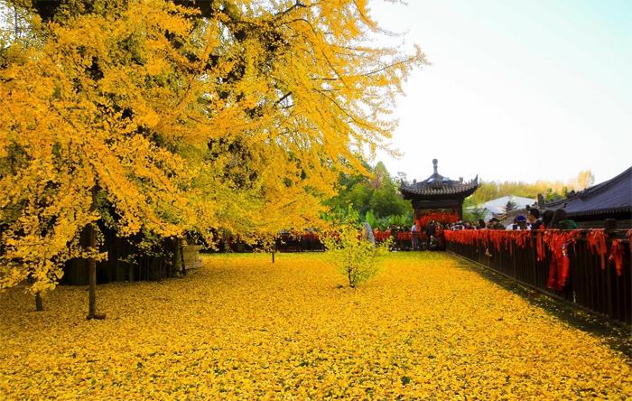 西安观音禅寺内李世民栽的银杏树 美了一千四百年