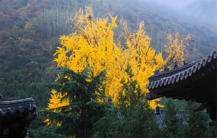 西安观音禅寺内李世民栽的银杏树 美了一千四百年