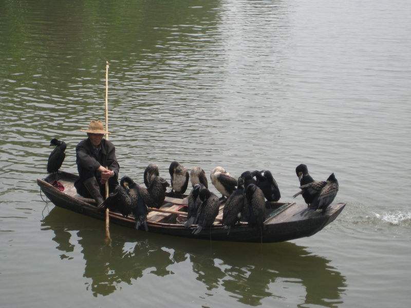 江西鄱阳湖鸬鹚捕鱼习俗