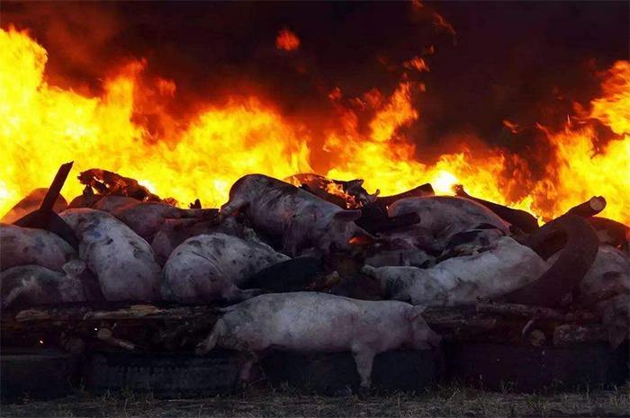 非洲猪瘟疫情